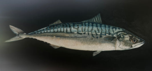 Mackerel Oil on Board
