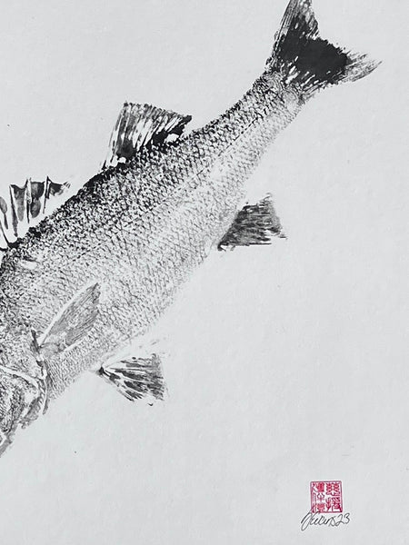 Anglesey Sea Bass Gyotaku Print using Sumi Ink