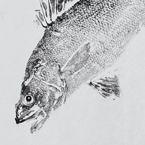 Anglesey Sea Bass Gyotaku Print using Sumi Ink