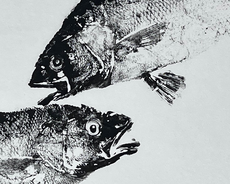 Anglesey Sea Bass Duo Gyotaku Print using Sumi Ink