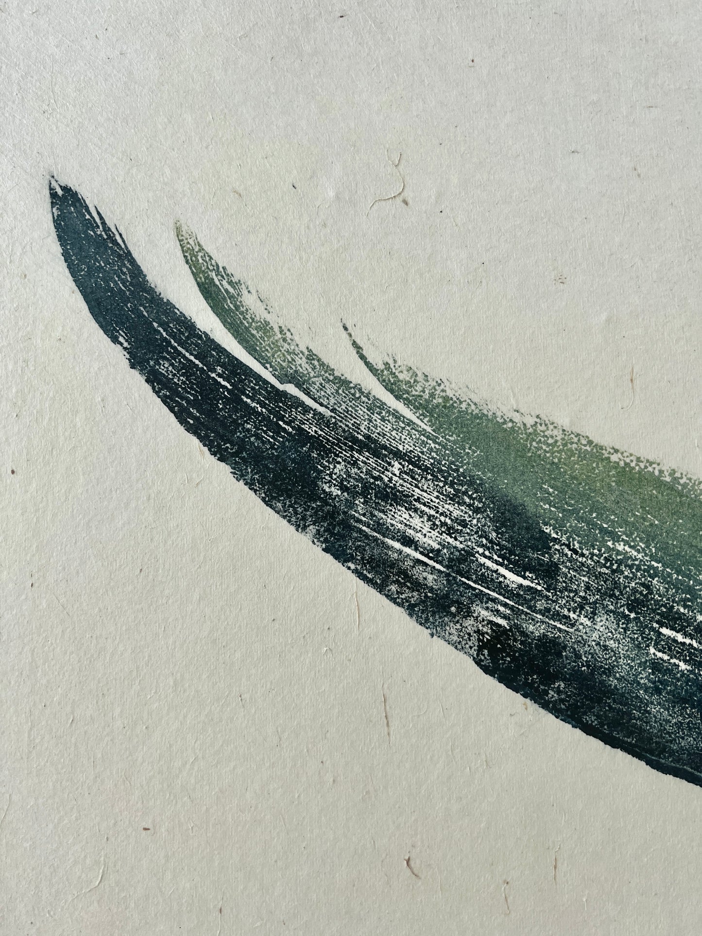 Gyotaku impression taken from a Blue Fin Tuna Tail