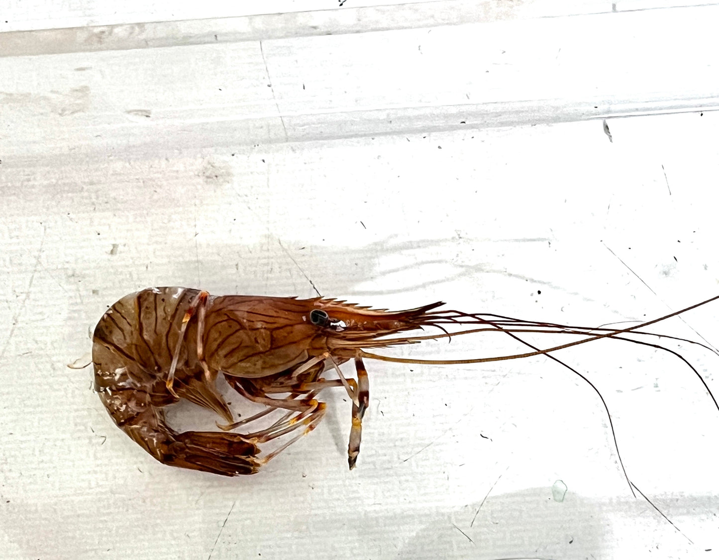 Print of Menai Strait Prawn