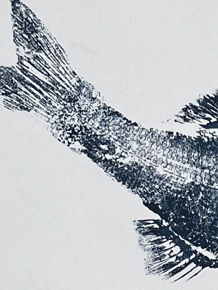 Anglesey Sea Bass Gyotaku Print