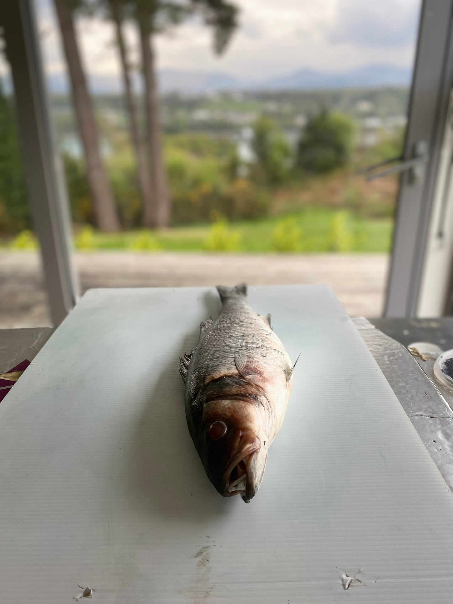 Menai Strait, Line Caught Sea Bass Gyotaku Printed and Wet Mounted.