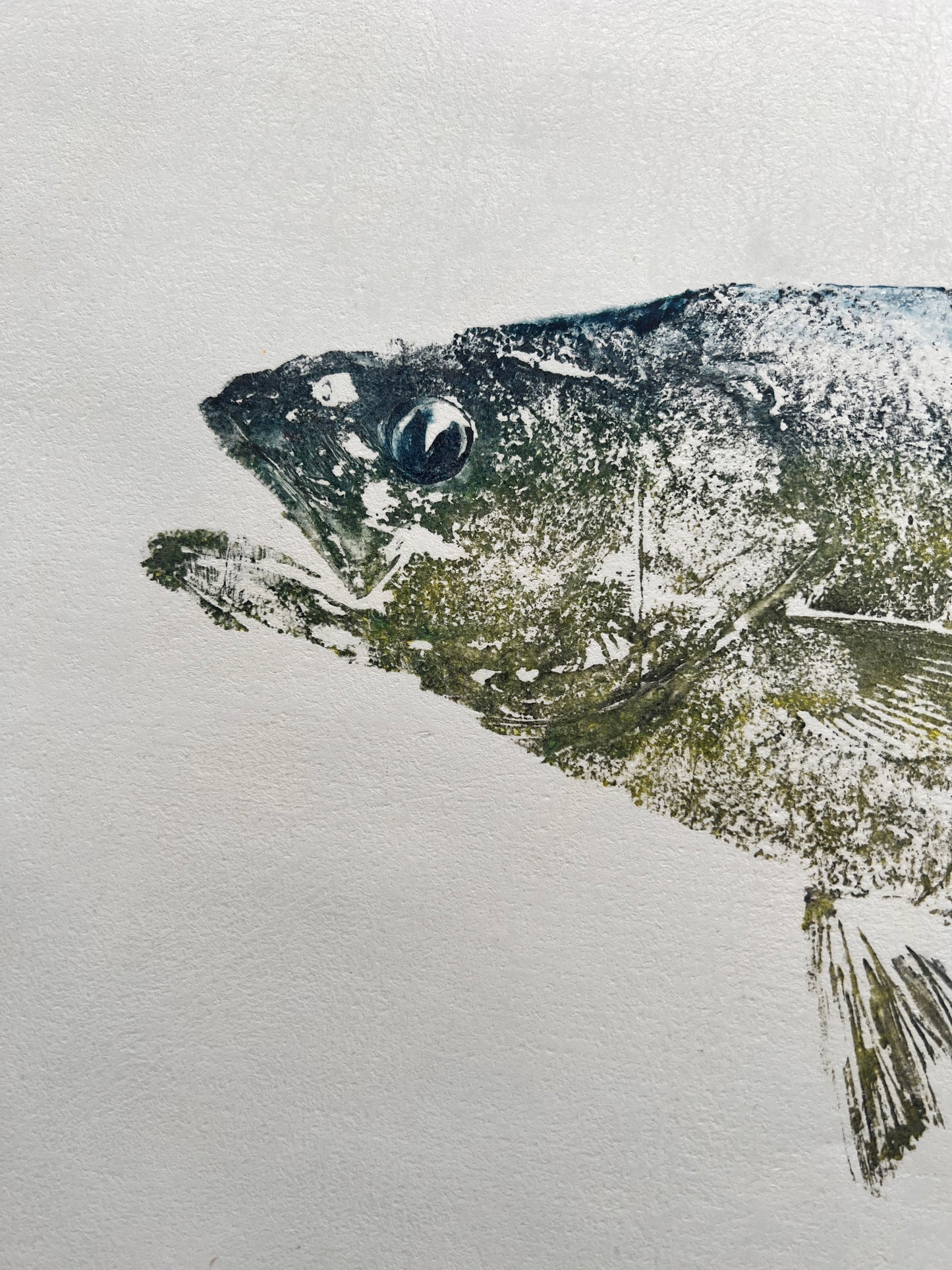 Menai Strait, Line Caught Sea Bass Gyotaku Printed and Wet Mounted.