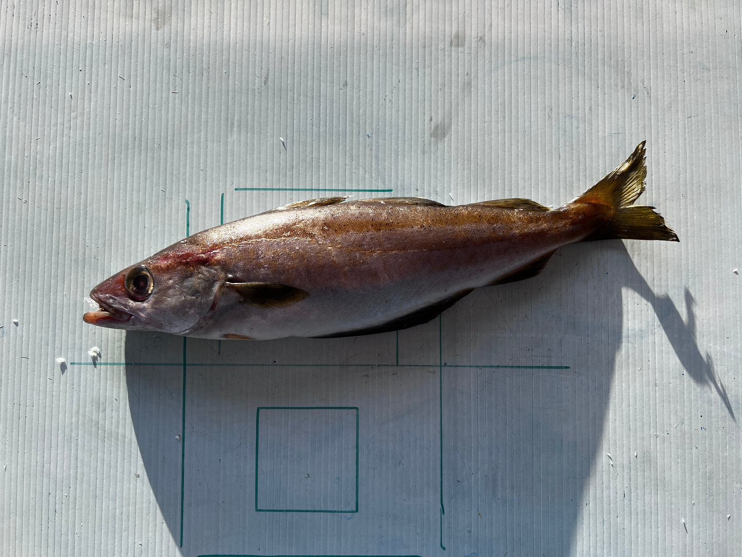 Menai Strait Codling