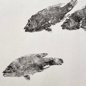Wrasse Gyotaku Print