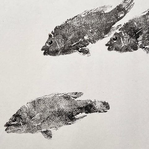 Wrasse Gyotaku Print