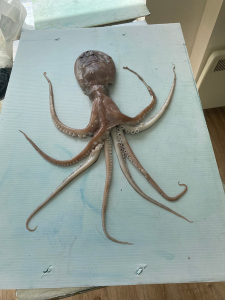 Octopus Gyotaku Printed and Wet Mounted.