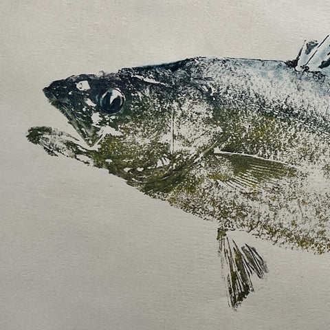Menai Strait, Line Caught Sea Bass Gyotaku Printed and Wet Mounted.
